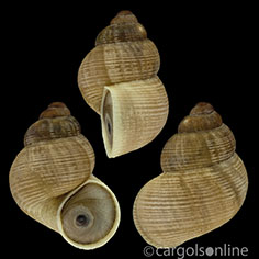 IMG_detallada/Pomatias elegans.jpg